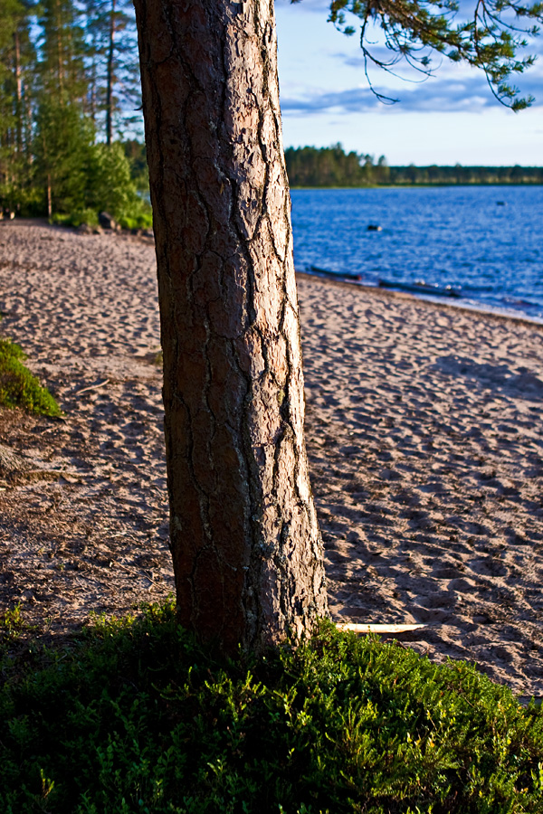 A pine at Venjnhiekka beach