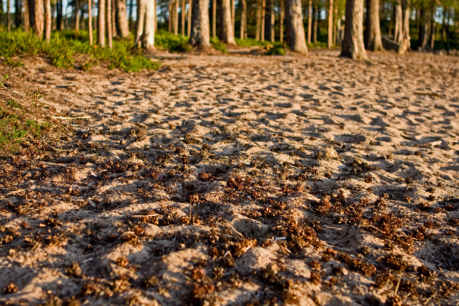 The woods and the beach at Venjnhiekka
