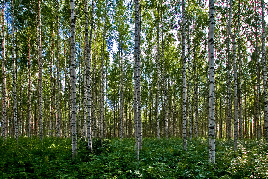 Koivumets