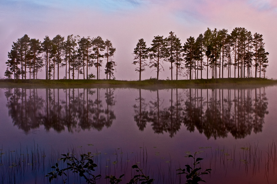 Pines on an island at Naarajrvi lake