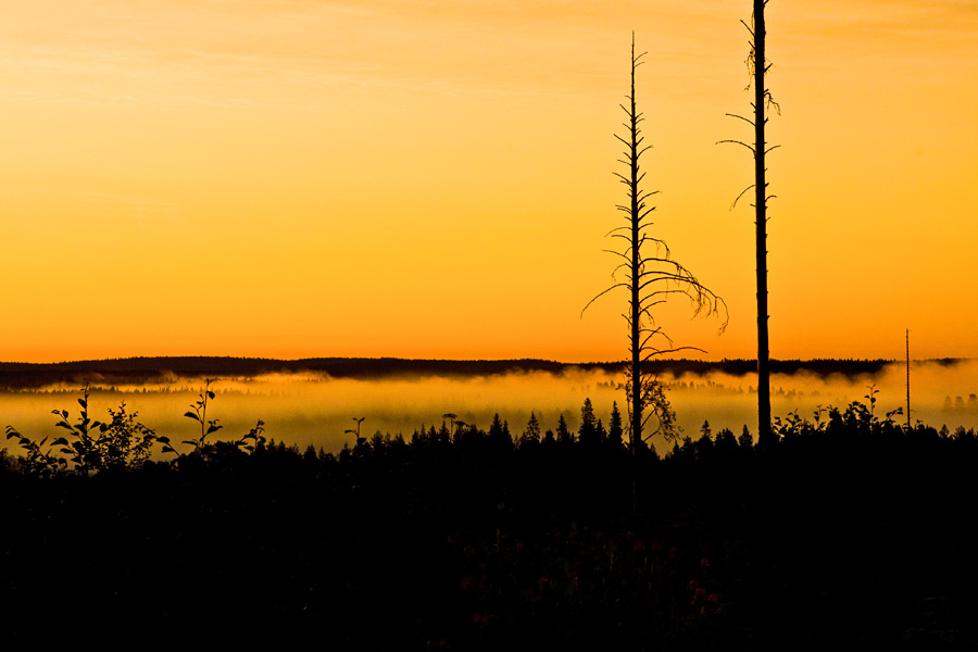 Fog on Lieksajoki river