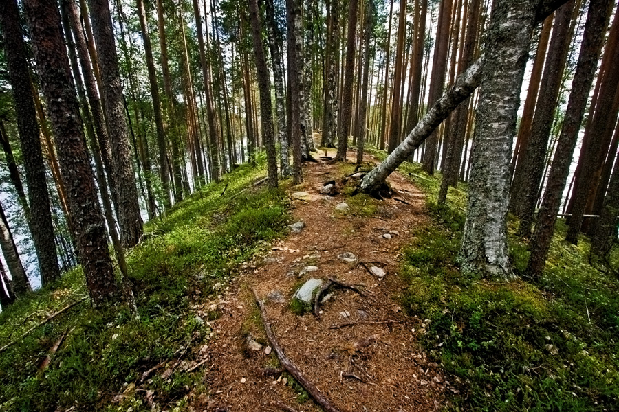 An esker at Petkeljrvi national park