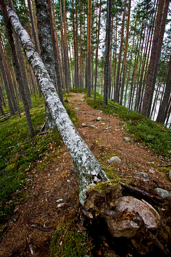 An esker at Petkeljrvi national park