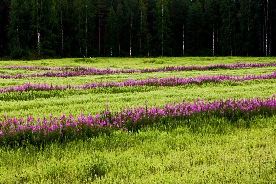 Fireweed on a field