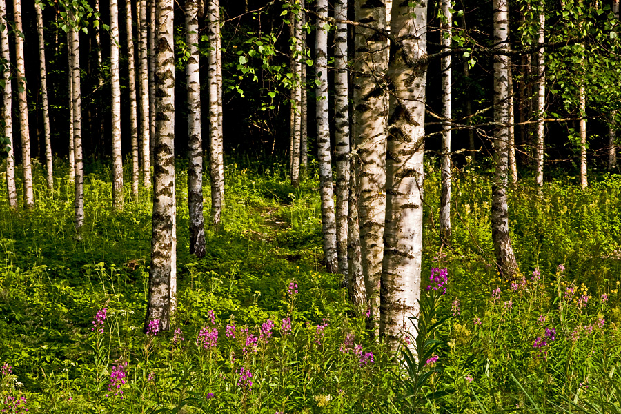 Birches