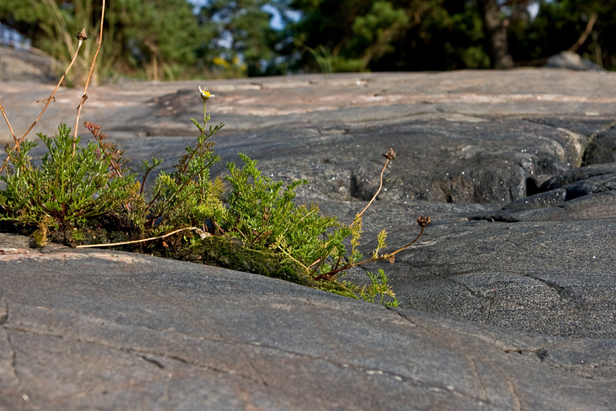 Merisaunio (Tripleurospermum maritimum)