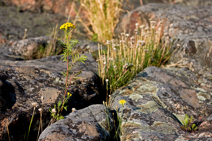 Tansy (Tanacetum vulgare)