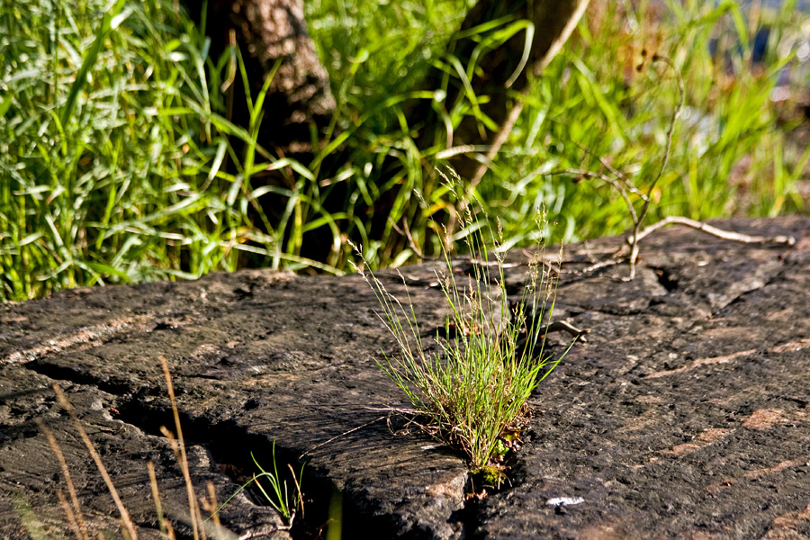 Hay growing from a rock's crack
