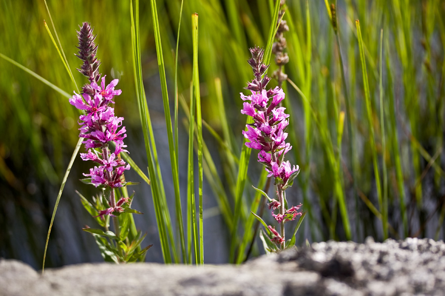 Rantatdyke (Veronica longifolia)