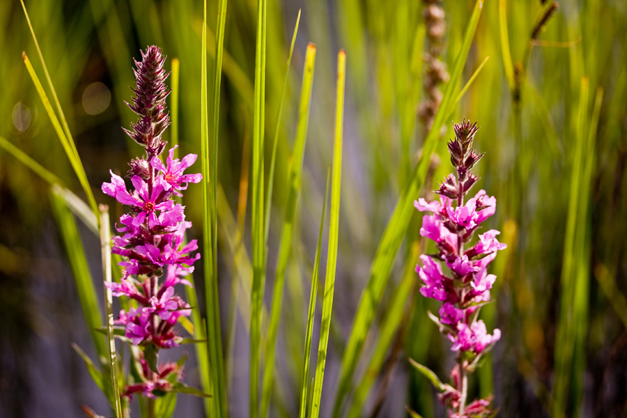 Rantatdyke (Veronica longifolia)