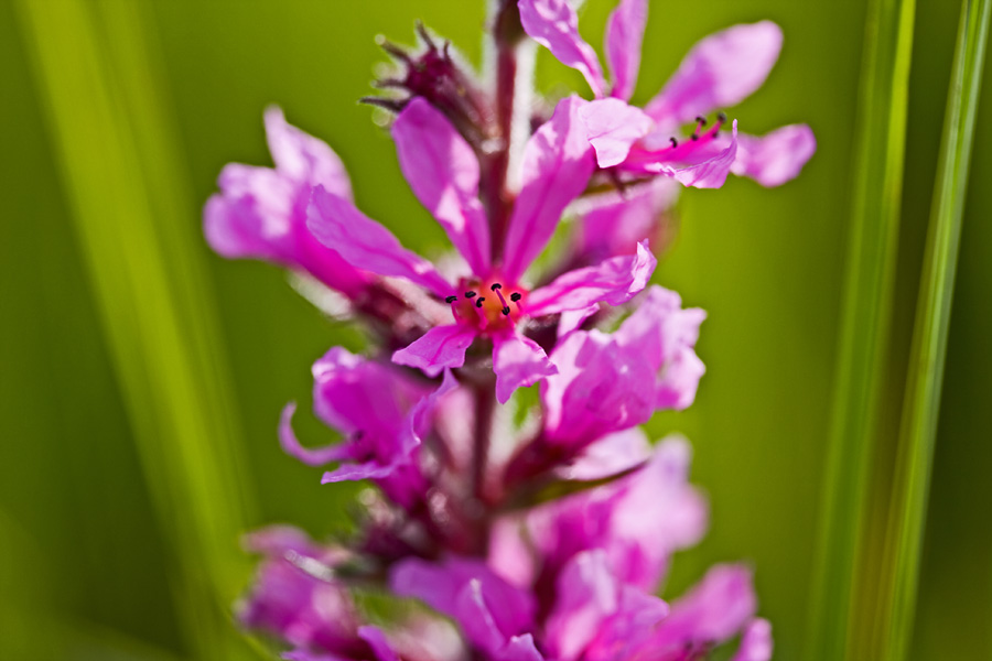 Rantatdyke (Veronica longifolia)