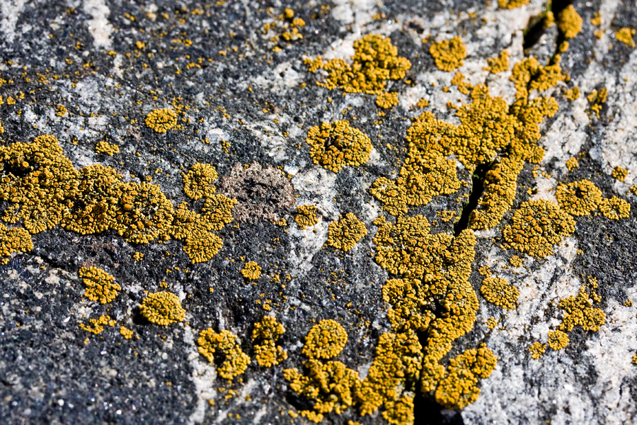 Yellow lichen