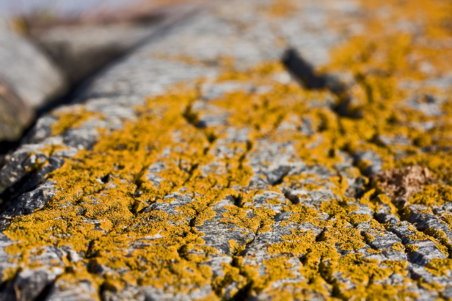 Yellow lichen