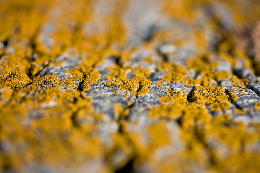 Yellow lichen