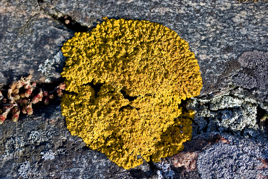 Yellow lichen