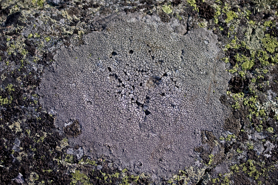 Map lichen