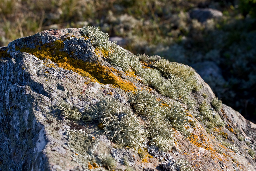 Lichen