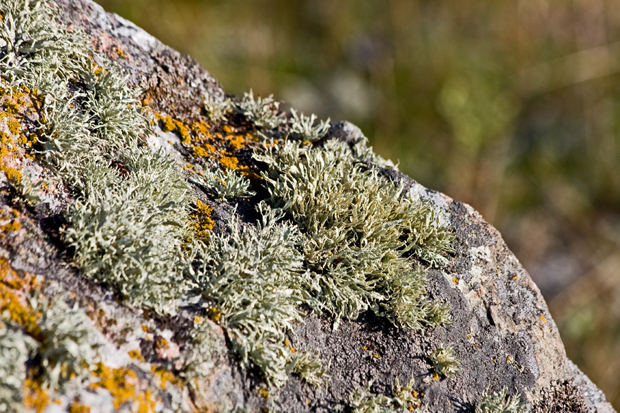 Lichen