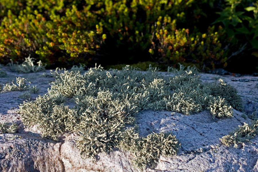 Lichen