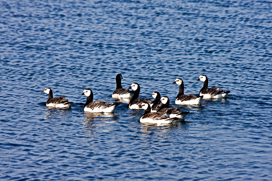 Barnacle geese (Branta leucopsis)