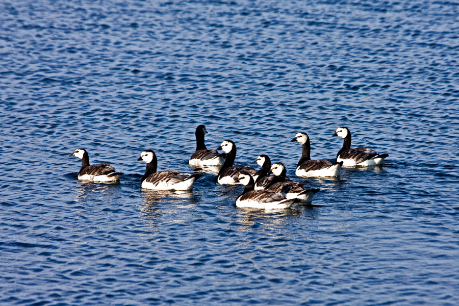 Valkoposkihanhia (Branta leucopsis)