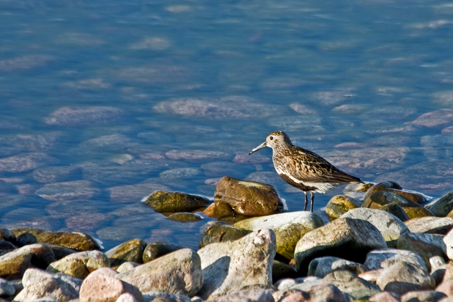 Dunlin (Calidris alpina)