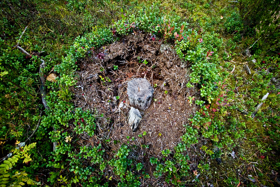 A stump