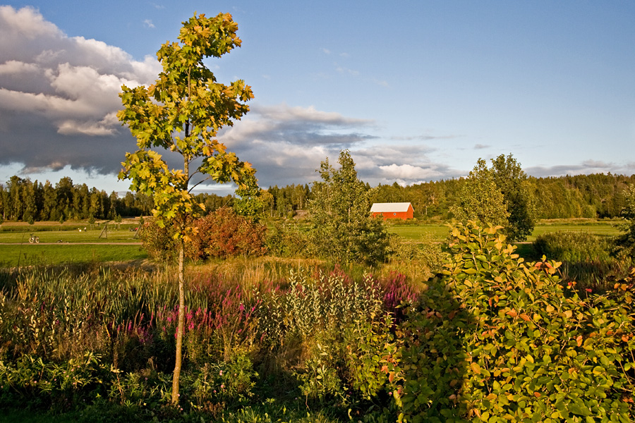 Autumn at Viikinojanpuisto park