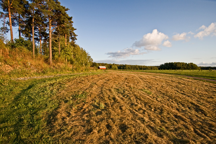 A field at Viikinojanpuisto park