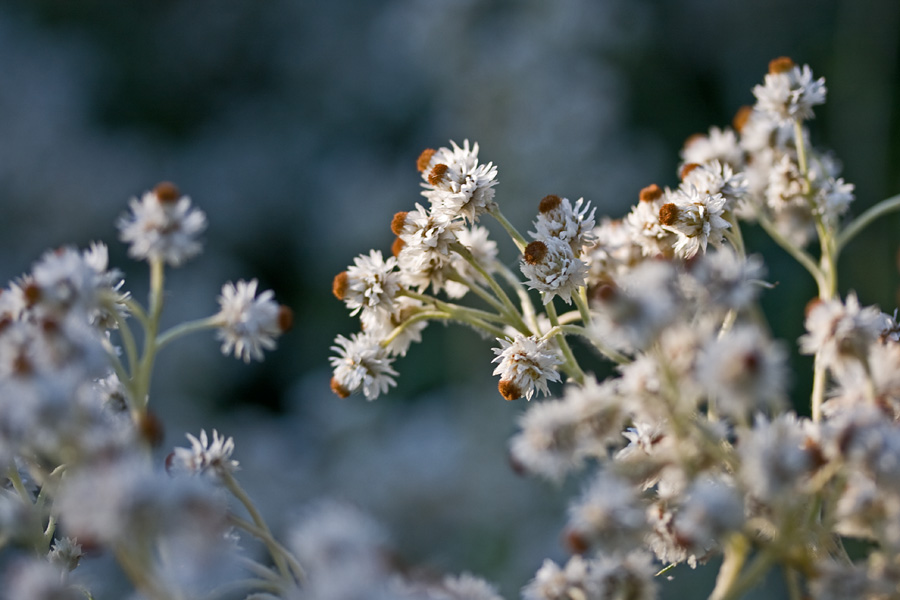 Helminukkajkkr (Anaphalis margaritacea)