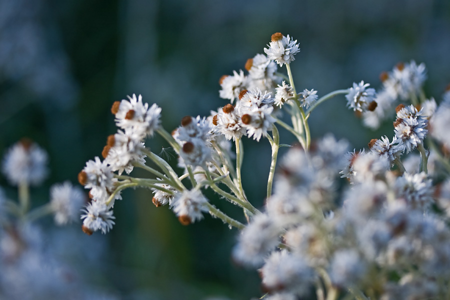 Helminukkajkkr (Anaphalis margaritacea)