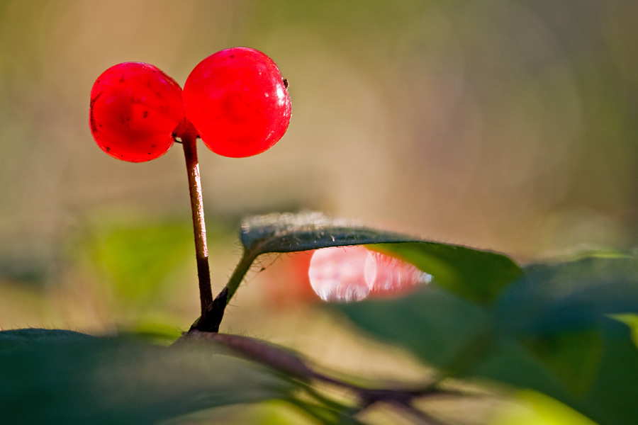 Keltakuusama (Lonicera chrysantha)