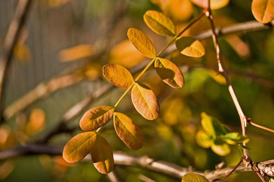 Caragana arborescens