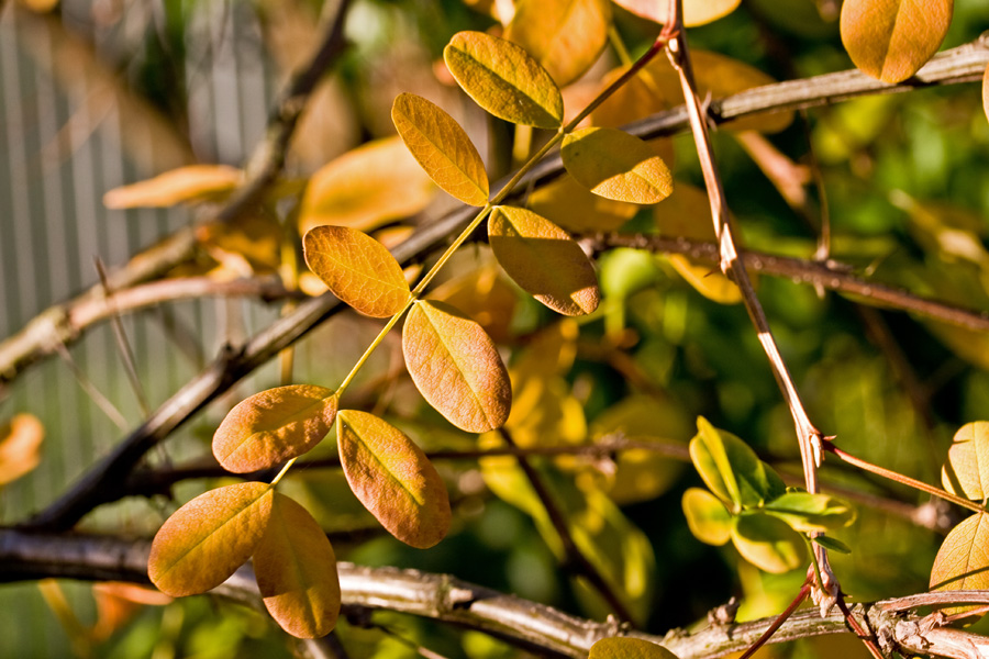 Caragana arborescens