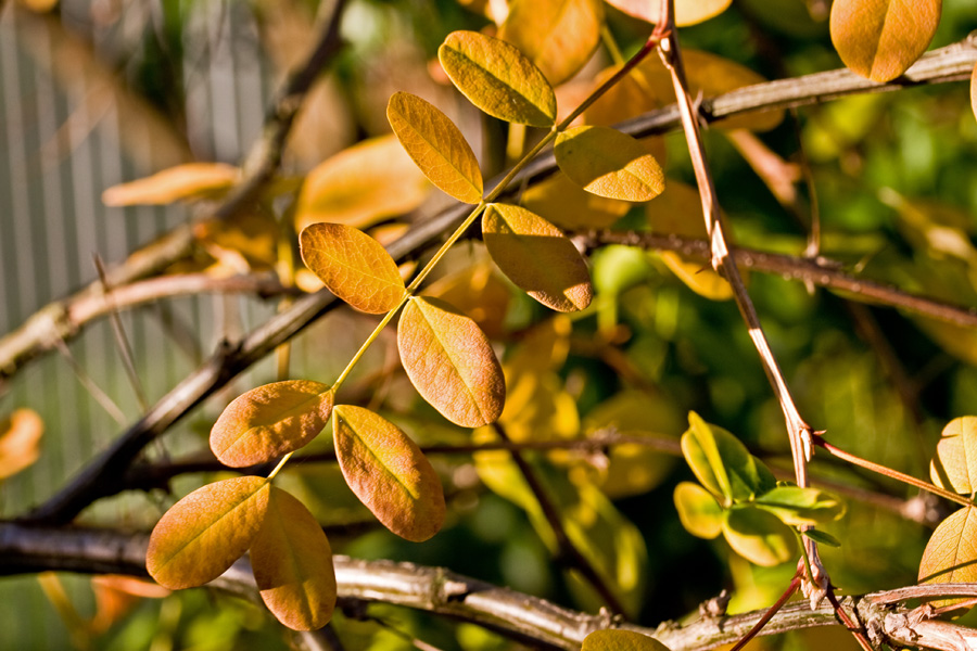 Caragana arborescens