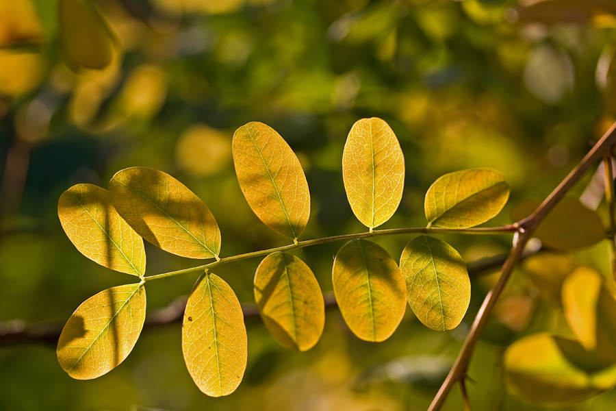 Caragana arborescens