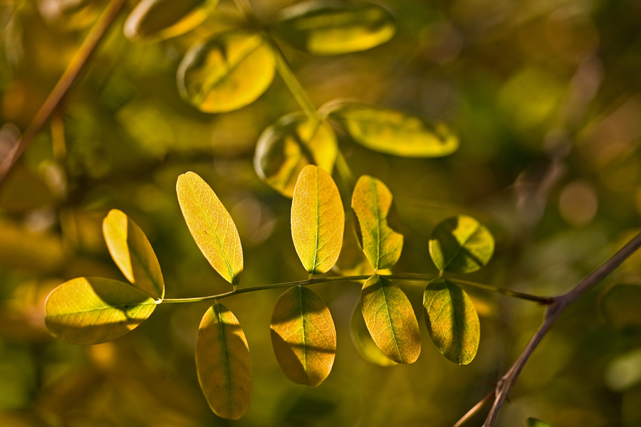 Siperianhernepensas (Caragana arborescens)