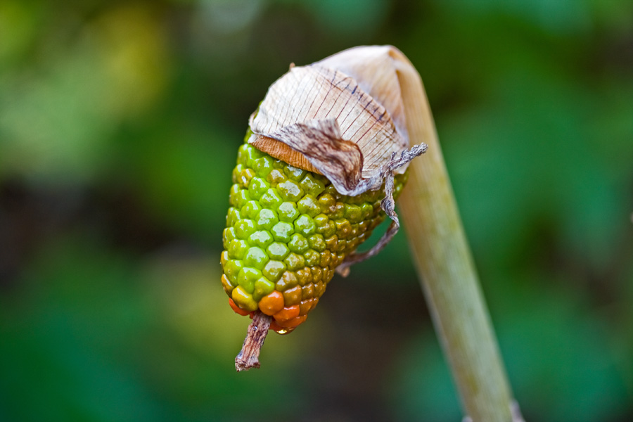 Arisaema serratum