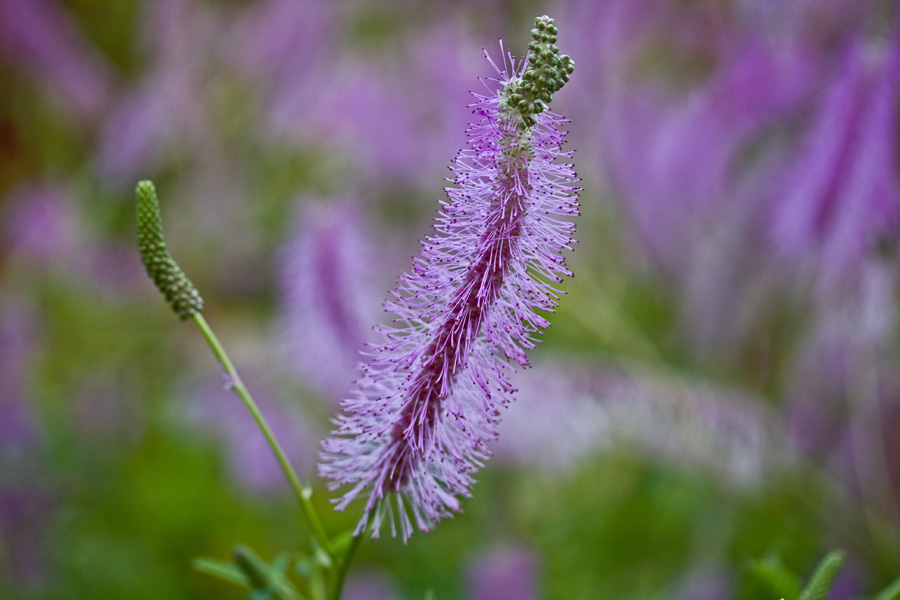 Komealuppio (Sanguisorba japonensis)