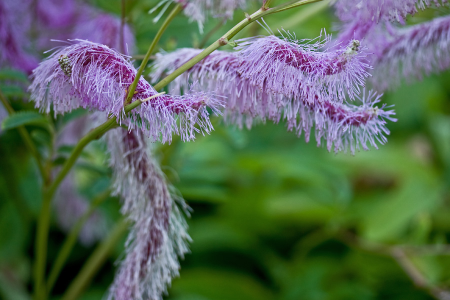 Sanguisorba japonensis