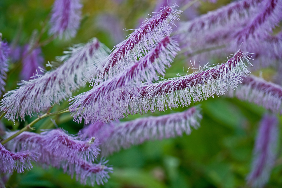 Komealuppio (Sanguisorba japonensis)