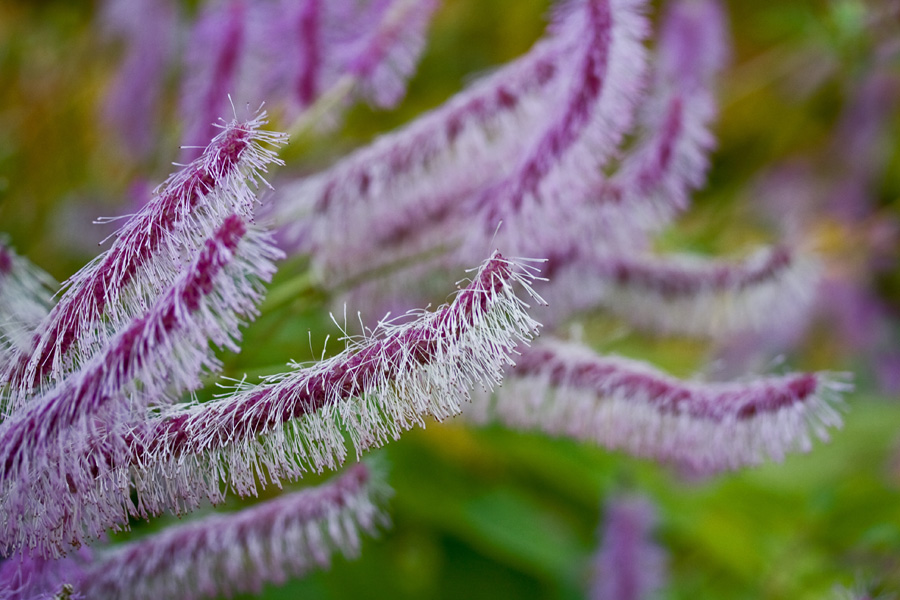 Sanguisorba japonensis