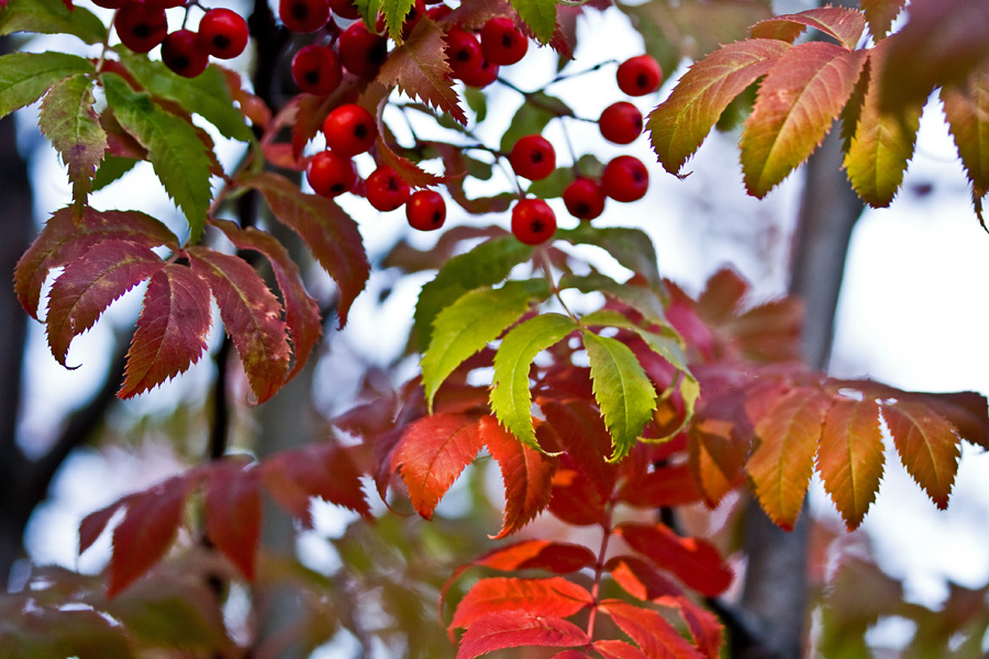 Sorbus