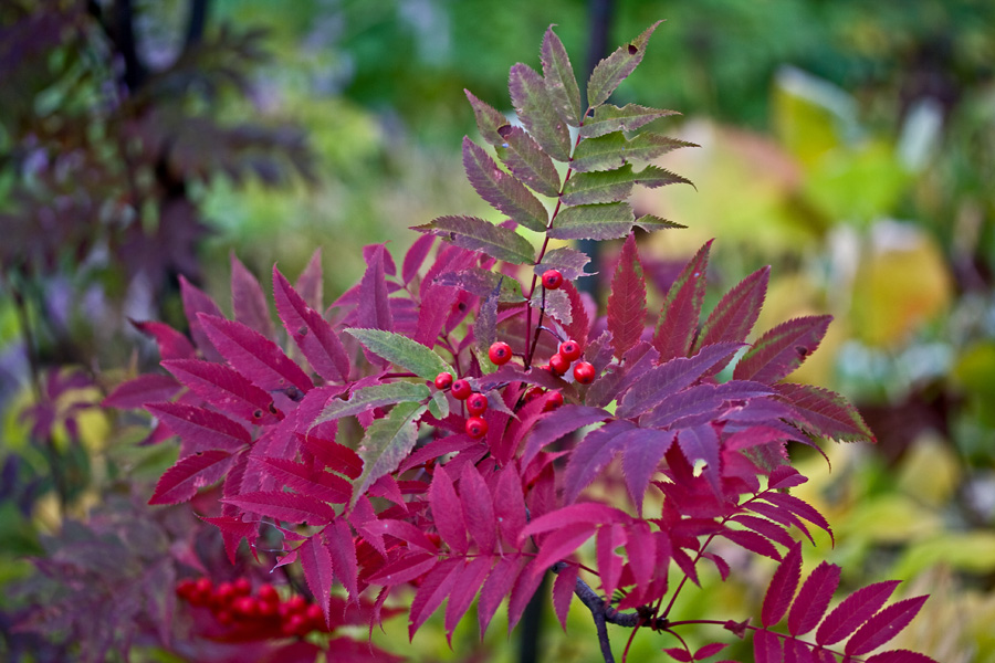 Sorbus