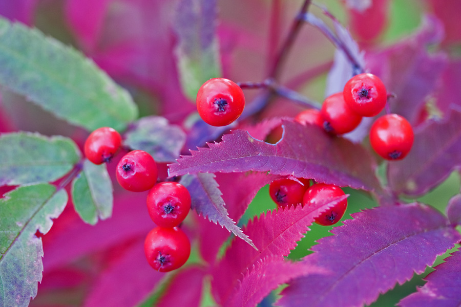 Sorbus