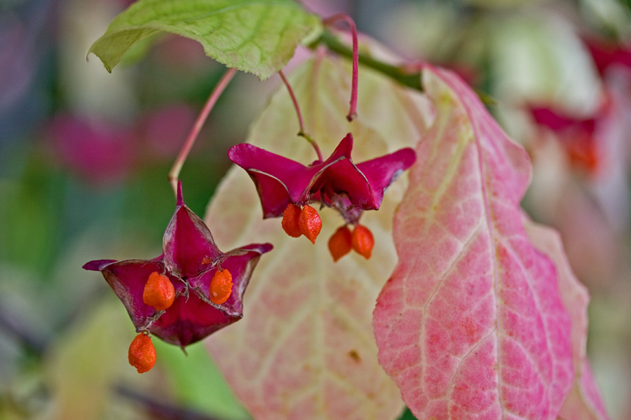 Sorvarinpensas (Euonymus macropterus)