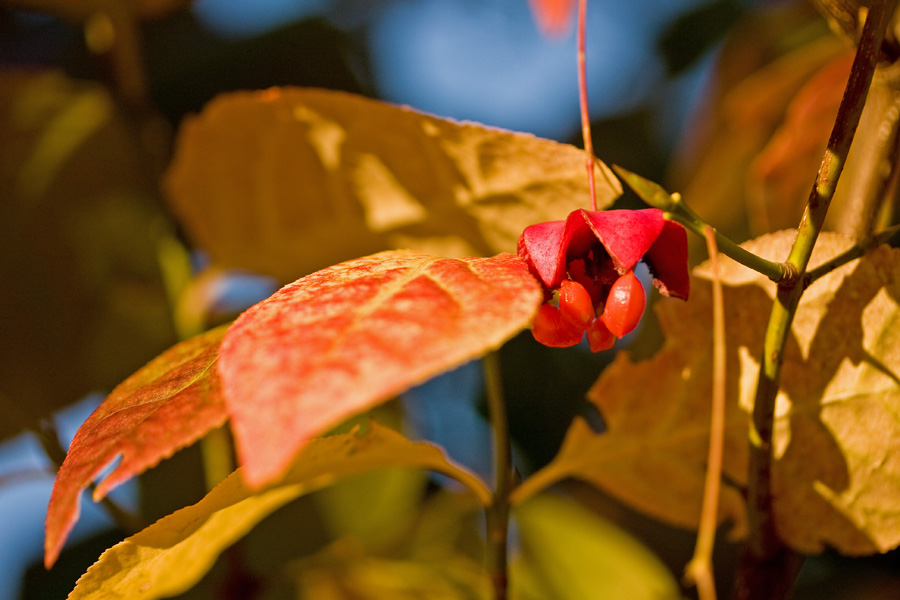 Sorvarinpensas (Euonymus macropterus)