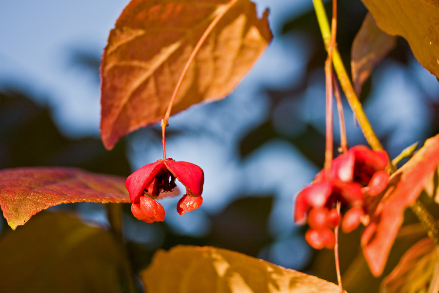 Euonymus macropterus