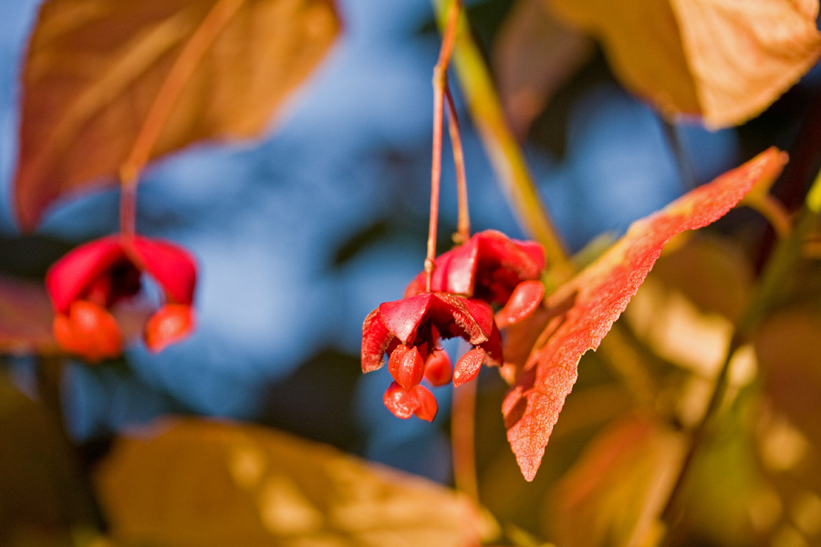 Euonymus macropterus