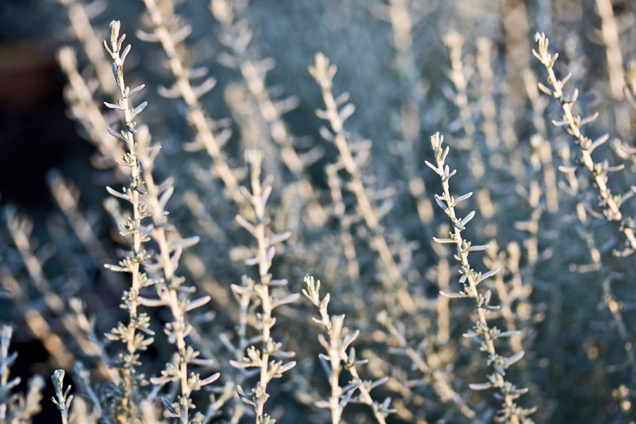 Italianolkikukka (Helichrysum italicum)